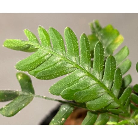 Biophytum sp. BB8th [LA]