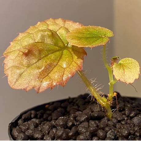 Begonia susaniae