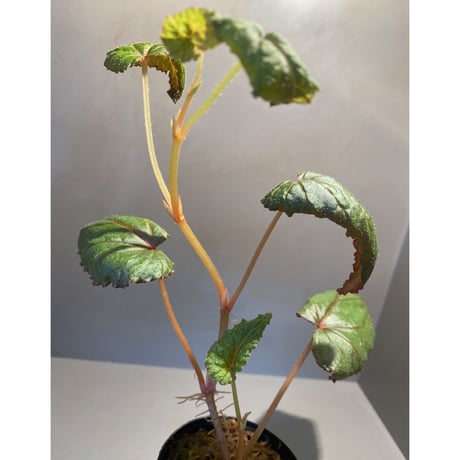 Begonia sp. from Chiang Rai [TK250518-3]