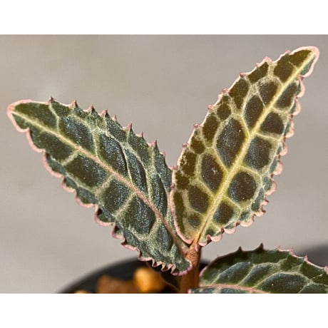 Emblemantha urnulata (Labisia sp.) from Riau sumatera [LA0815-01]