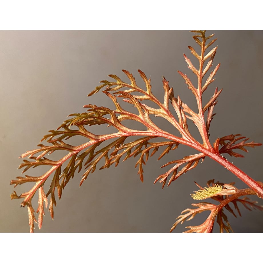 62badd354899211183c8ccfd