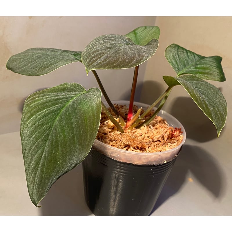 Homalomena sp. from Sumatera Utara [LA0318-01]