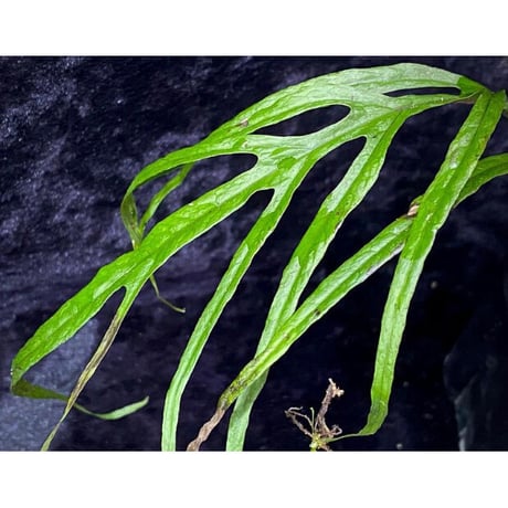 Microsorium sp. from Saripoi [LA0515-02]