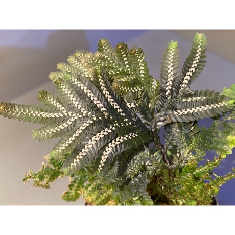 Selaginella picta