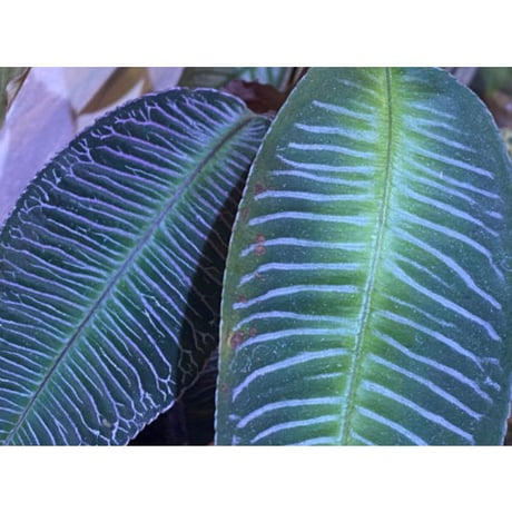 Ardisia sp. from Perlis Malaysia