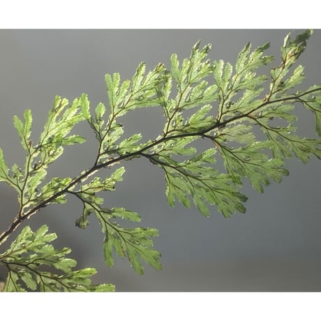 Hymenophyllum sp. from Aceh sumatera