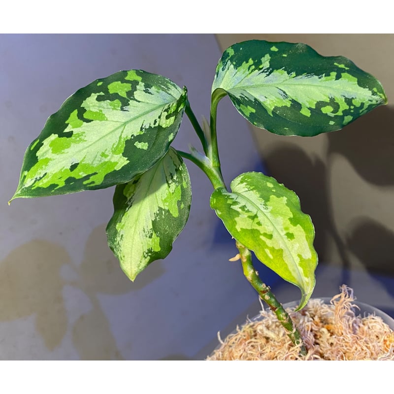 Aglaonema pictum tricolor 