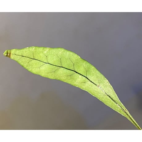 Microsorum scandens from North Island New Zealand