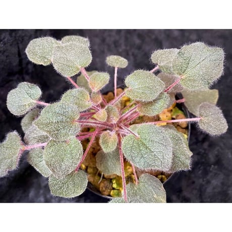 Sonerila dongnathamensis [LA]