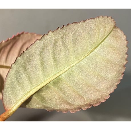 Labisia sp. from Riau Sumatera