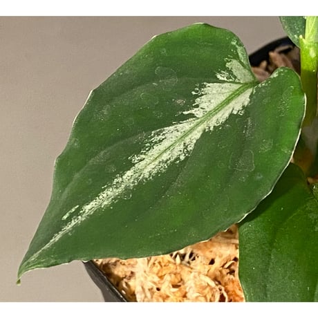 Aglaonema pictum tricolor DFS from Sumatera Barat [AZ0912-1]