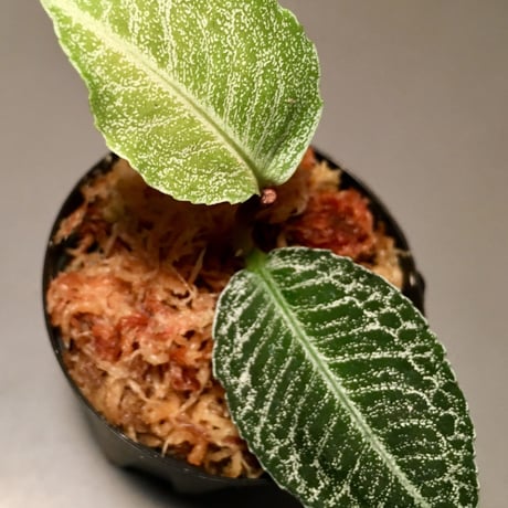 Ardisia sp. from Sumatera