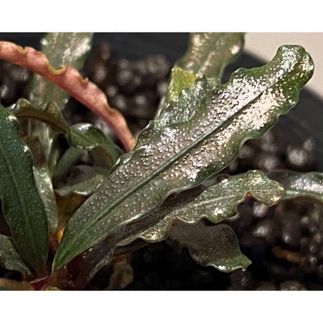 (３芽株) Bucephalandra micrantha "Kayulapis 1" [TB]