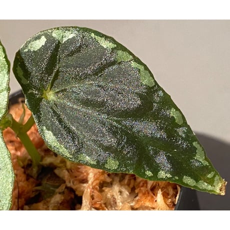 Begonia cf. baramensis