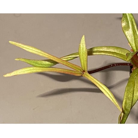 Medinilla sp. from Bukidnon 1.300m Mindanao Philippines