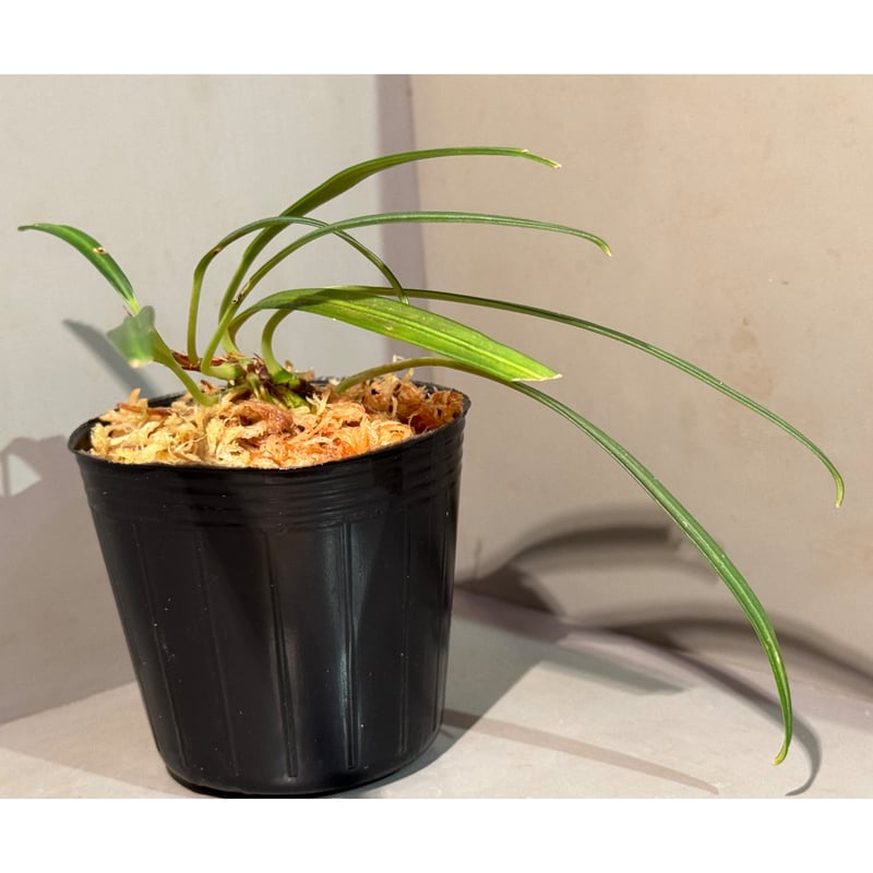 Aridarum cf. montanum from Sanggau West Kaliman