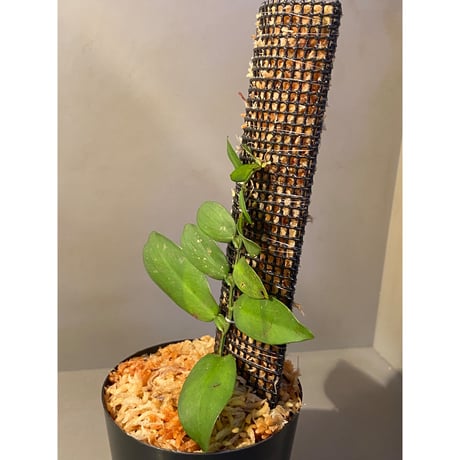 Epipremnum sp. from Chaiyaphum Thailand ③