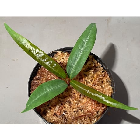 Labisia sp. from "Lebong" Bengkulu [TB]
