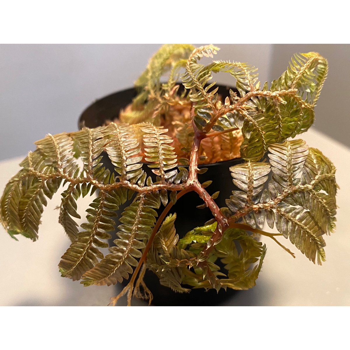 Selaginella sp. from Sarawak | M・R・G・R