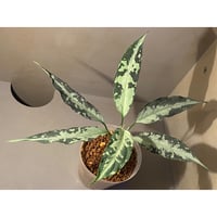 Aglaonema pictum A "しるば〜らいん" from Aceh sumatera [LA1218-01b]