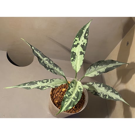Aglaonema pictum A "しるば〜らいん" from Aceh sumatera [LA1218-01b]