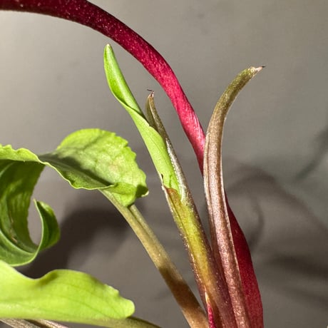 Cryptocoryne joshanii from Basilan island philippines [LA]