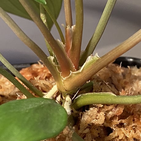 (大株) Homalomena sp. "Aceh selatan" Aceh Sumatra [TB]