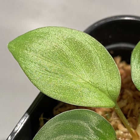 Homalomena sp. from West Kalimantan