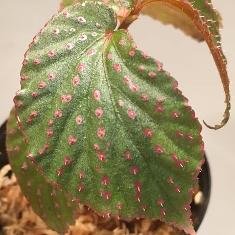 Begonia sp. from Saripoi [LA0813-2]