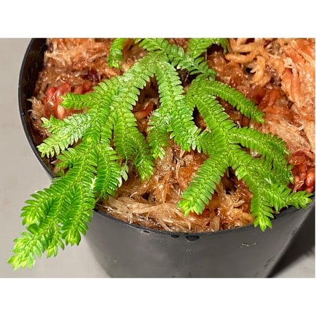 Selaginella biformis [STRINGE PLANTS]