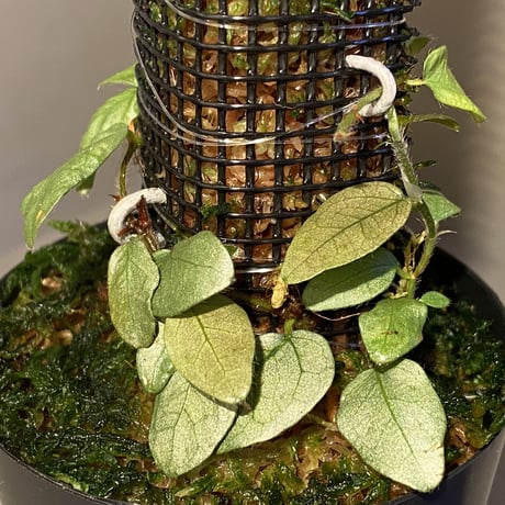 Ficus sp. from Murung raya [LA0515-05]