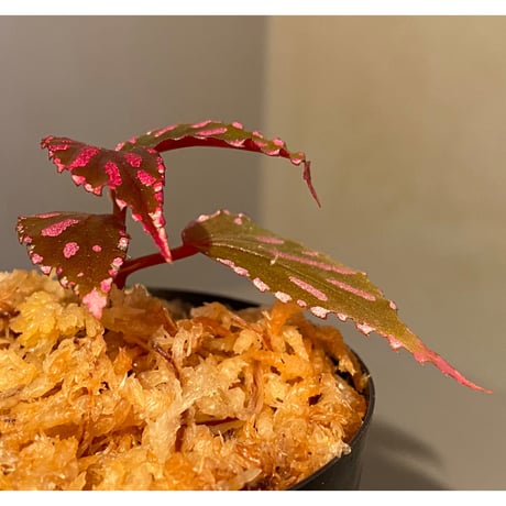 Begonia sp. ぼっち株 from Julau [R1214-01b]