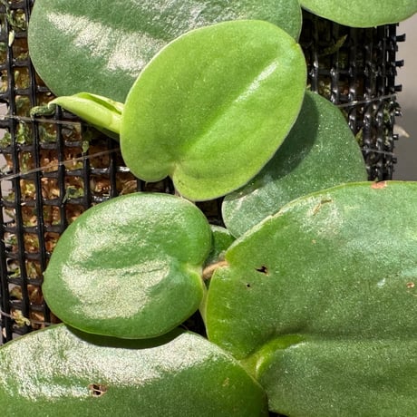 Rhaphidophora sp. from Nanga pinoh West Kalimantan