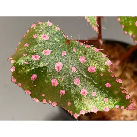 Begonia sp. from Muara Wahau [TB]