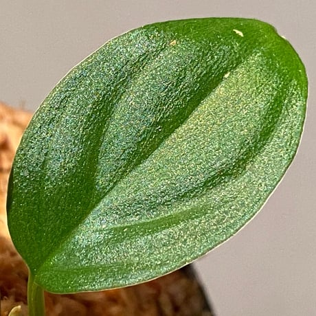 Homalomena sp. from Pulau Lingga [STY]
