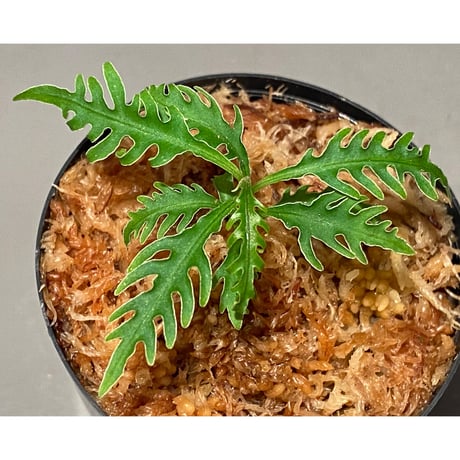 Labisia sp. "Serawai" Kalimantan barat [TB]