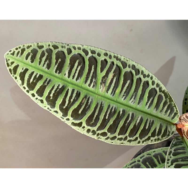 大株) Emblemantha urnulata (Labisia sp.) from Ri