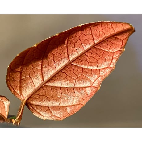 Pterisanthes sp. from Sidikalang [R0817-01c]