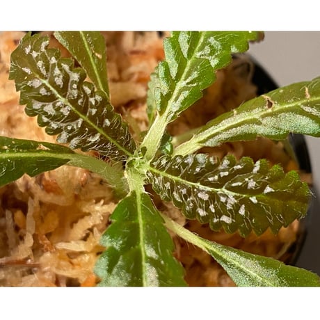 Nautilocalyx pemphidius