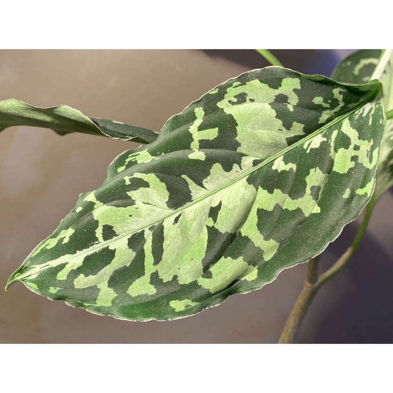 その他観葉植物 aglaonema pictum star platinum AZ0114-5 Aglaonema pictum 