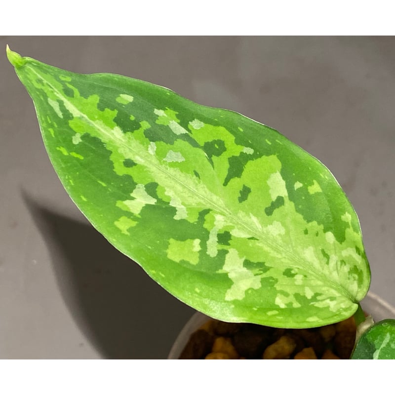 Aglaonema pictum from Aceh sumatera [T-120119]