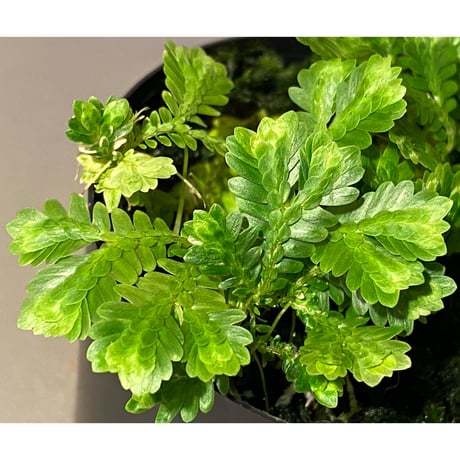 Selaginella sp. バリエガータ from "Nanga pinoh" [TB]