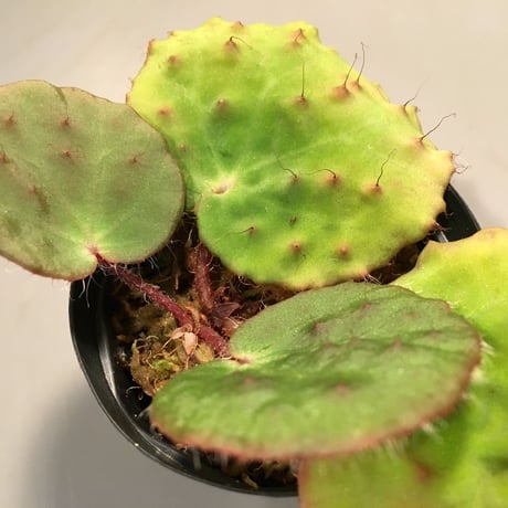Begonia Nahangensis from Na Hang [YH1117  TK]