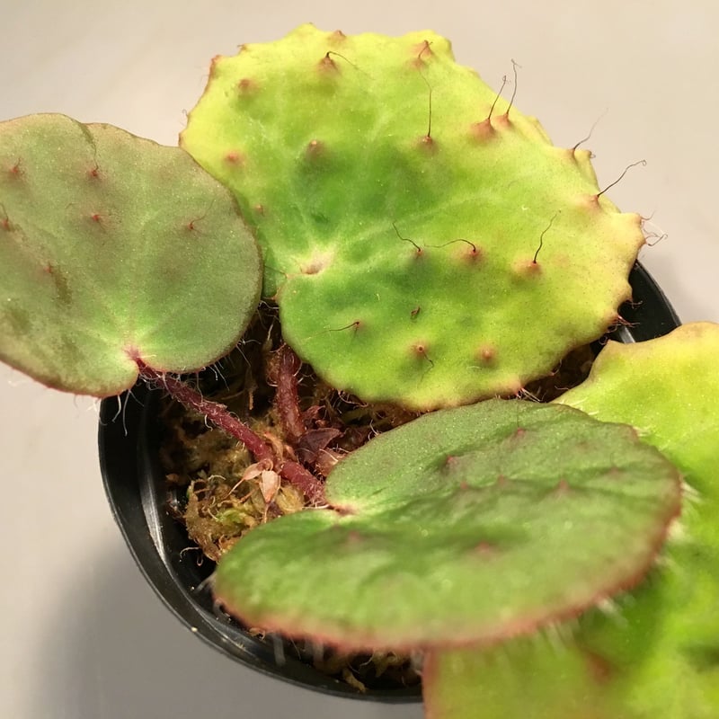 Begonia Nahangensis from Na Hang [YH1117 TK] |