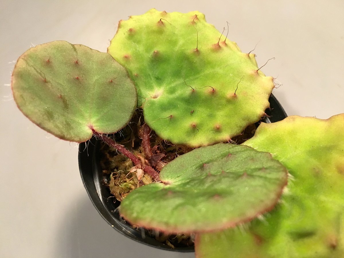 Begonia Nahangensis from Na Hang [YH1117 TK] |