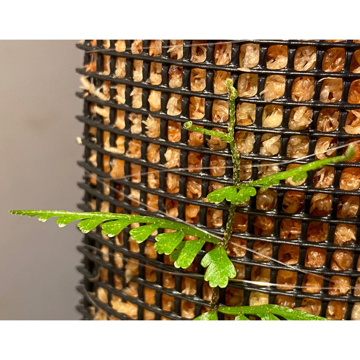 Teratophyllum aculeatum from Nanga pinoh [TB] |