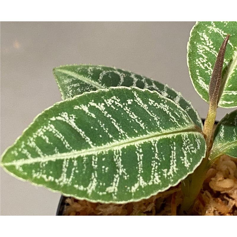 タグ付き) Labisia sp. タグ付き) Labisia sp.