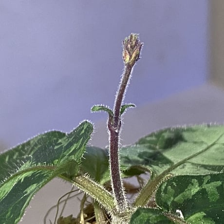 Gymnostachyum sp. f1 from Aceh sumatera [LA0816-1ss]