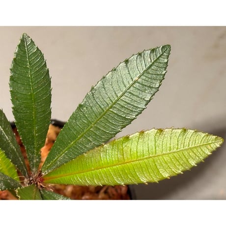 Sauvagesia serrata from West Kalimantan ①