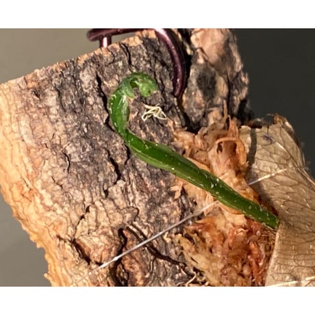 Drynaria bonii from Savannakhet Laos ②